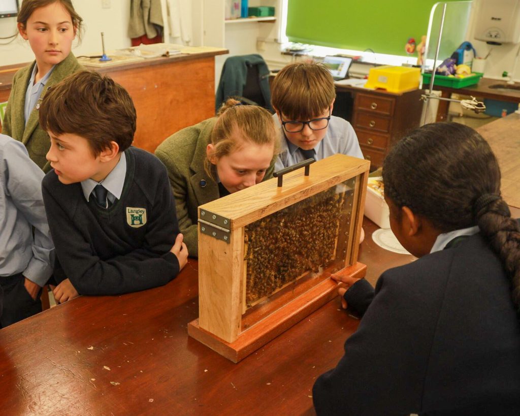 bees in classroom learning