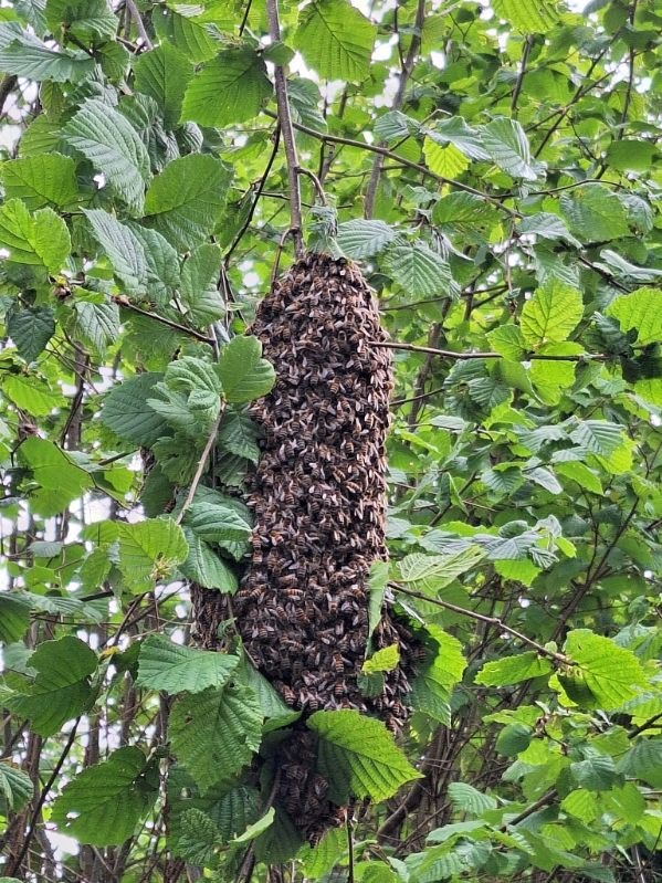 bee swarm in tree