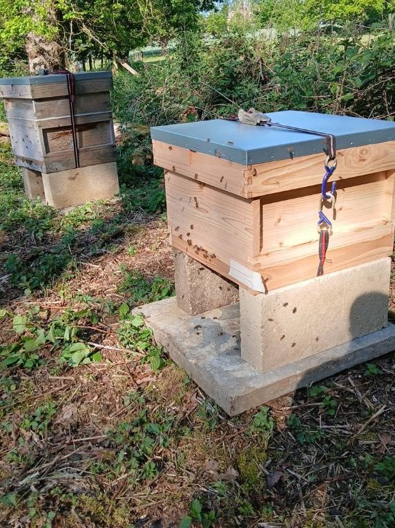 bee hive at langley prep school in taverham