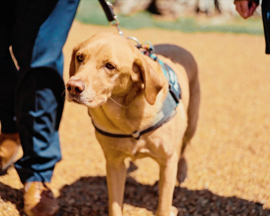 wellbeing dog honey at langley prep school